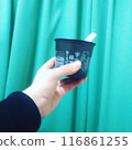 Female hand opening the curtain 116861255