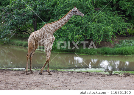 The giraff in the garden at nature sawana grass 116861360