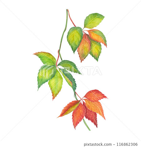 Hand drawn watercolor lustration of leaves girlish grapes with autumn leaves on white background, collection of yellow leaves elements - for bouquets. 116862306