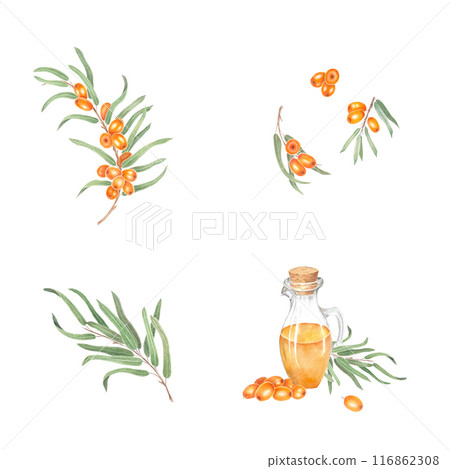 Sea buckthorn branch with orange berries. Branch with Fresh ripe berries and leaves. Hand drawn watercolor illustration isolated on white background.  116862308