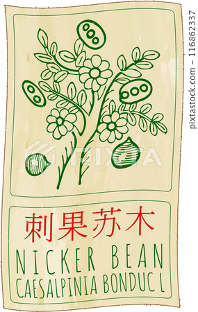 Vector drawing NICKER BEAN in Chinese. Hand drawn illustration. Latin name is CAESALPINIA BONDUC L Vector drawing NICKER BEAN in Chinese. Hand drawn illustration. Latin name is CAESALPINIA BONDUC L 116862337