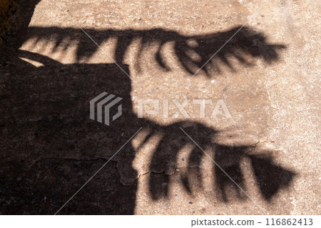 Shadow of palm leaves, Madeira, Portugal 116862413