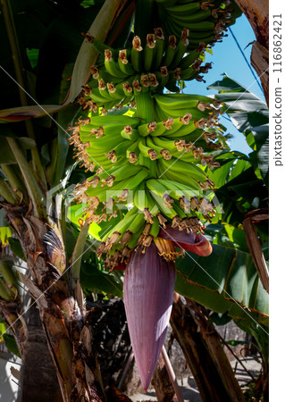 Fresh green bananas bunch, Madeira, Portugal 116862421