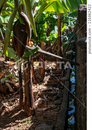 Banana blossom and levada, Madeira, Portugal 116862422
