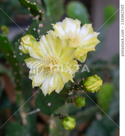 Beautiful cactus flowers with black background. Close up of cactus flower. Field of depth and blur is done intentionally Beautiful cactus flowers with black background. Close up of cactus flower. Field of depth and blur is done intentionally 116862505