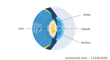 Human eye lens 116862600
