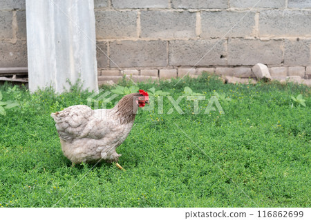 A beautiful gray hen with a red comb walks in the backyard and browses the green grass. 116862699