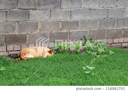 red dog sleeps behind green grass against the background of a barn red dog sleeps behind green grass against the background of a barn 116862701