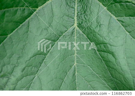 texture of a dark green large leaf close-up. Natural leaf background texture of a dark green large leaf close-up. Natural leaf background 116862703