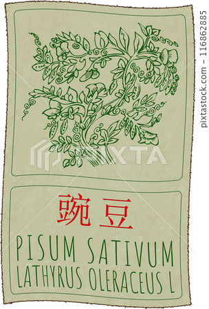 Vector drawing PISUM SATIVUM in Chinese. Hand drawn illustration. Latin name is LATHYRUS OLERACEUS L 116862885