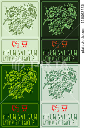 Set of vector drawing PISUM SATIVUM in Chinese in various colors. Hand drawn illustration. Latin name is LATHYRUS OLERACEUS L. Set of vector drawing PISUM SATIVUM in Chinese in various colors. Hand drawn illustration. Latin name is LATHYRUS OLERACEUS L. 116862886