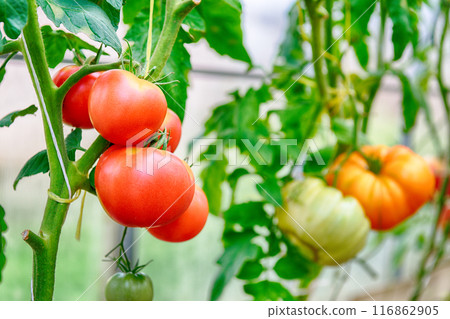 Ripe red tomatoes Ripe red tomatoes 116862905