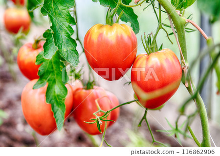 Ripe red tomatoes 116862906