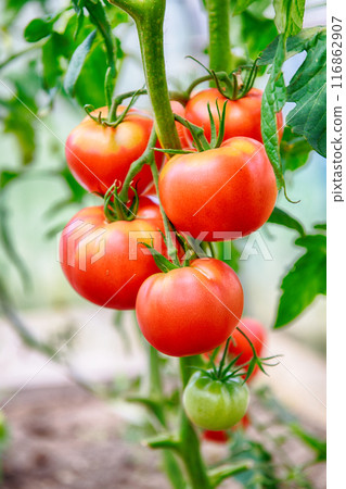 Ripe red tomatoes Ripe red tomatoes 116862907