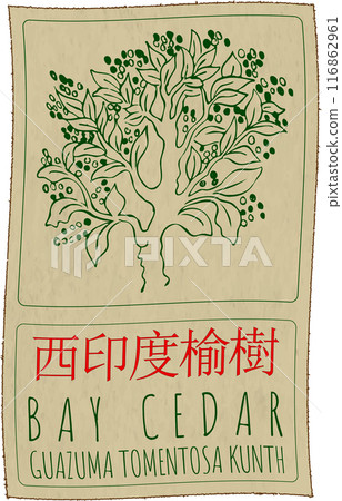 Vector drawing BAY CEDAR in Chinese. Hand drawn illustration. Latin name is GUAZUMA TOMENTOSA KUNTH 116862961