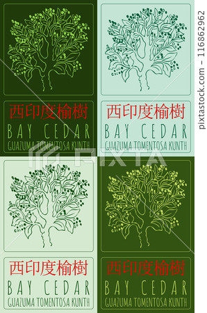 Set of vector drawing BAY CEDAR in Chinese in various colors. Hand drawn illustration. Latin name is GUAZUMA TOMENTOSA KUNTH. 116862962