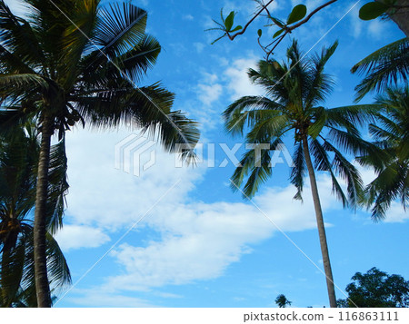 Palm trees shining against the blue sky, Kota Kinabalu, Malaysia Palm trees shining against the blue sky, Kota Kinabalu, Malaysia 116863111