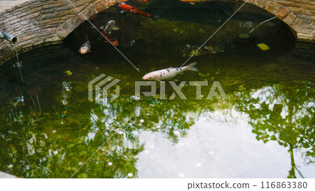 carp fish animal background water red beautiful nature asian gold japan colorful koi carp fish animal background water red beautiful nature asian gold japan colorful koi 116863380