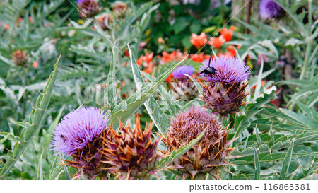 order composition dry violet space cardun daylight cynara copy decorative lay blossom flat order composition dry violet space cardun daylight cynara copy decorative lay blossom flat 116863381
