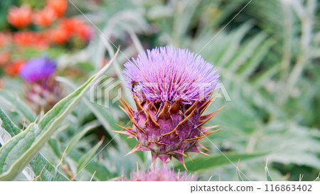 decorative order copy space cynara lay dry flat blossom daylight composition violet cardun decorative order copy space cynara lay dry flat blossom daylight composition violet cardun 116863402
