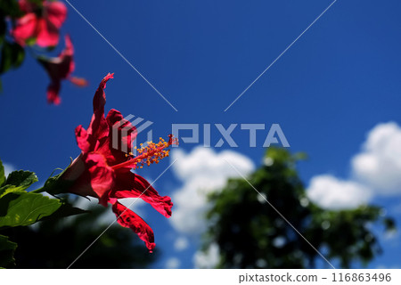 Okinawa's blue sky and red hibiscus 116863496