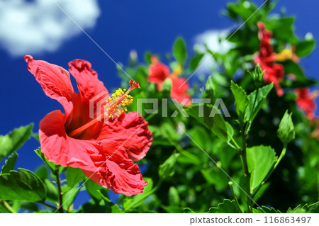 Okinawa's blue sky and red hibiscus Okinawa's blue sky and red hibiscus 116863497