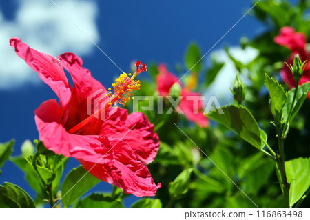 Okinawa's blue sky and red hibiscus 116863498