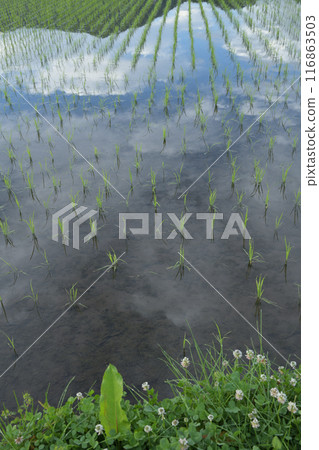 White clover blooming on the side of a rice field in Hakushu Town, Hokuto City, where rice planting has already been completed White clover blooming on the side of a rice field in Hakushu Town, Hokuto City, where rice planting has already been completed 116863503