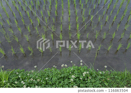 White clover blooming on the side of a rice field in Hakushu Town, Hokuto City, where rice planting has already been completed White clover blooming on the side of a rice field in Hakushu Town, Hokuto City, where rice planting has already been completed 116863504