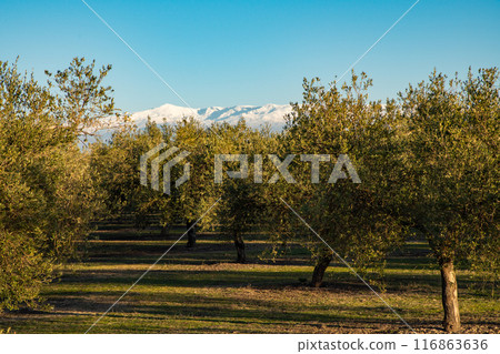 Olive groves and the Sierra Nevada 116863636