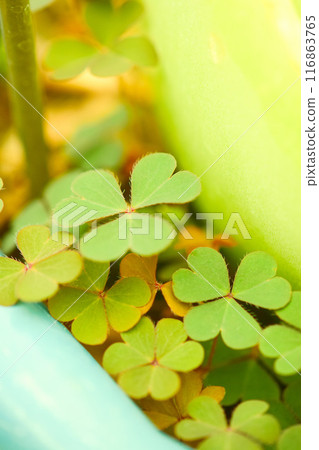 Wood sorrel in a flowerpot Wood sorrel in a flowerpot 116863765