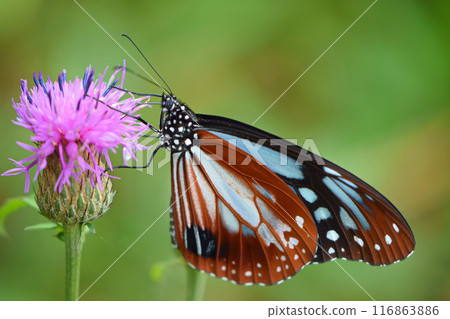 Thistles and Monarch Butterflies, Kirigamine Plateau, Nagano Prefecture 2 Thistles and Monarch Butterflies, Kirigamine Plateau, Nagano Prefecture 2 116863886