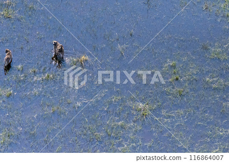 A young baboon family wading through the Okavango Delta 116864007