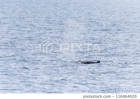 Detail of a humpback dorsal fin and blow hole 116864020