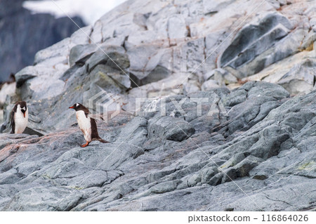 Gentoo on the rocks 116864026