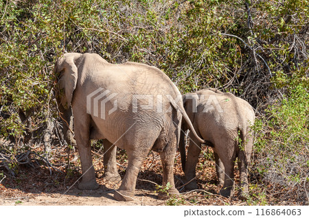 Two Desert Elephants in the Namibian Desert Two Desert Elephants in the Namibian Desert 116864063
