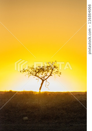 Sunset at Sesriem Canyon 116864066