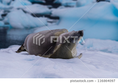 Crabeater Seal resting on a sheet of ice 116864097