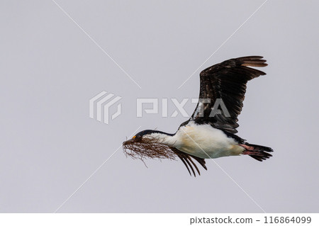 Antarctic Shags near Fish Islands 116864099