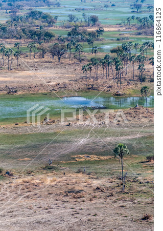 Aerial view of the Okavango Delta 116864125