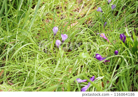 Crocus flower Crocus flower 116864186