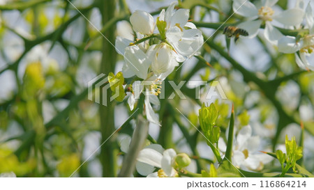 Trifoliate Orange Blossom. Bee Pollination Of Spring Blossoming Beautiful Flower Poncirus Trifoliata. Close up. 116864214