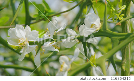Hardy Orange Or Chinese Bitter Orange. Citrus Trifoliata Or Poncirus Trifoliata. Pan. Hardy Orange Or Chinese Bitter Orange. Citrus Trifoliata Or Poncirus Trifoliata. Pan. 116864215