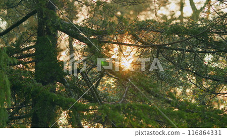 Pine Needles In Rays Of Sunset. Water Drop On Pine-Needle In Sunset. Spruce Branches After Rain. Pan. 116864331