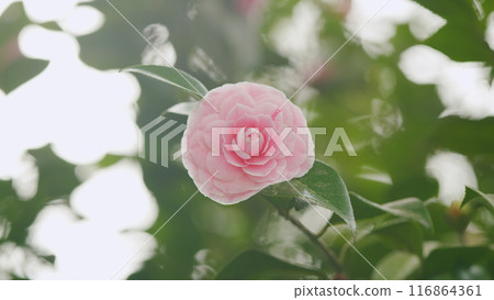 Pink Flower Of Camellia Japonica April Dawn Blush. Camellia Japonicais A Member Of Tea Family Theaceae. 116864361