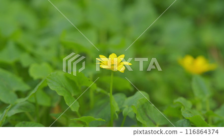 Bright Yellow Flowers Of Ficaria Verna. Yellow Flowers Of Ficaria Verna In April. 116864374