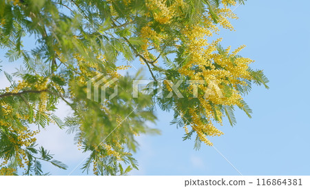 Beautiful Mimosa Or Acacia Dealbata. Floral Background With Golden Blooms. Sensitive Plant. Close up. Beautiful Mimosa Or Acacia Dealbata. Floral Background With Golden Blooms. Sensitive Plant. Close up. 116864381