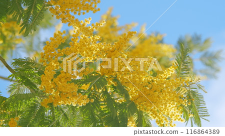 Acacia Derwentii With Yellow Flowers - Symbol Of Spring And Womens Holiday. Sunny Sprinttime Nature Background. Close up. Acacia Derwentii With Yellow Flowers - Symbol Of Spring And Womens Holiday. Sunny Sprinttime Nature Background. Close up. 116864389