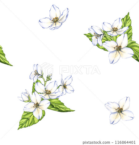 Watercolor seamless pattern of flowers and branches Jasmine isolated on a white background. Floral illustration for design greeting cards, wedding invitations, natural cosmetics, packaging and tea Watercolor seamless pattern of flowers and branches Jasmine isolated on a white background. Floral illustration for design greeting cards, wedding invitations, natural cosmetics, packaging and tea 116864401