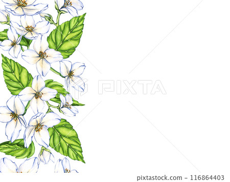 Watercolor banner of flowers Jasmine and branches isolated on white background. Floral illustration for design greeting cards, wedding invitations, natural cosmetics, packaging and tea 116864403